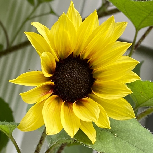 Meet your Posher, Alison - Picture 1 of 1